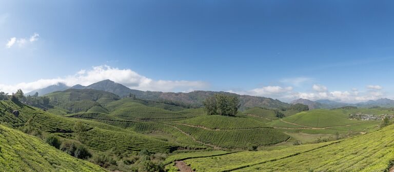 Munnar: Private Tea Gardens & Scenic Sightseeing Tour