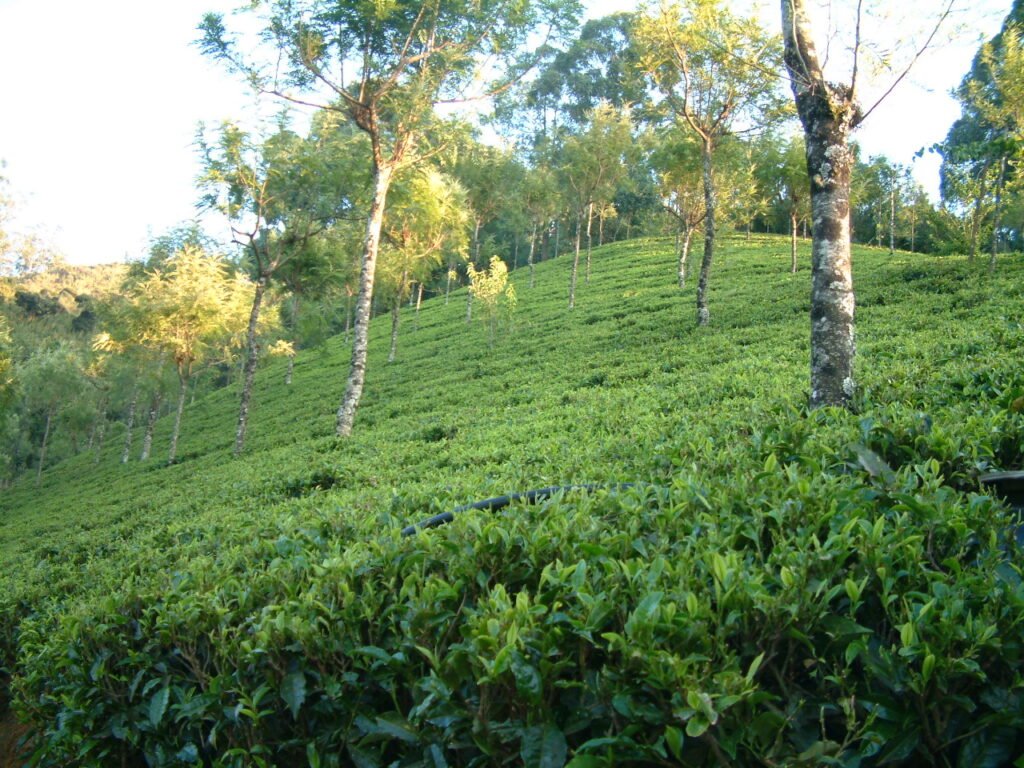 Tea gardens ooty