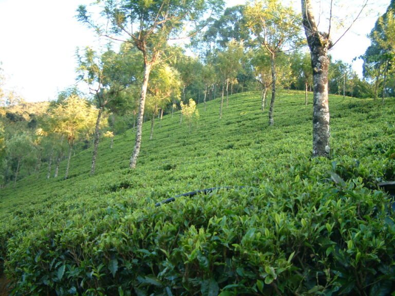 From Coimbatore: Private Ooty & Coonoor Day Trip