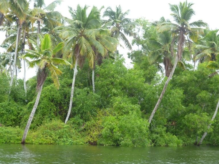 From Trivandrum: Private Poovar Boat Tour & Kovalam Visit