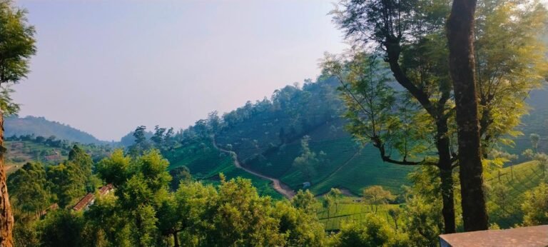 From Pollachi: Private Aliyar Dam & Valparai Day Trip