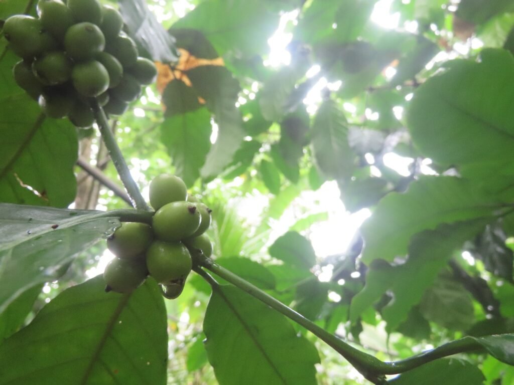 Unripe Coffee Cherry Wayand
